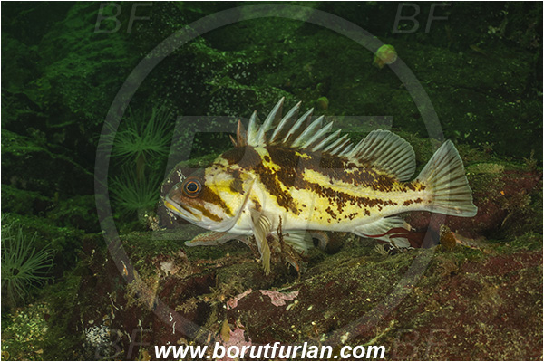 Nanaimo area, Vancouver island, British Columbia, Canada, Pacific ocean, Sebastes maliger, Sebastes, Sebastidae, Quillback rockfish, Rockfish, Fish