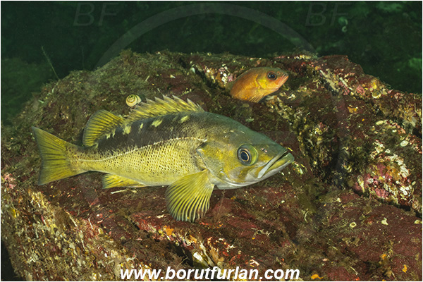 Nanaimo area, Vancouver island, British Columbia, Canada, Pacific ocean, Sebastes flavidus, Sebastes, Sebastidae, Yellowtail rockfish, Rockfish, Fish