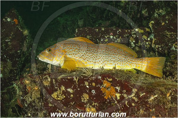Nanaimo area, Vancouver island, British Columbia, Canada, Pacific ocean, Hexagrammos decagrammus, Hexagrammos, Hexagrammidae, Kelp greenling, Fish, Female, Greenling
