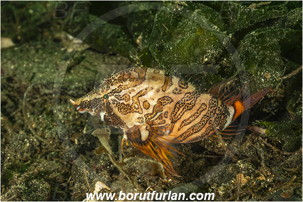 Nanaimo area, Vancouver island, British Columbia, Canada, Pacific ocean, Rhamphocottus richardsonii, Rhamphocottus, Rhamphocottidae, Grunt sculpin, Richardson
