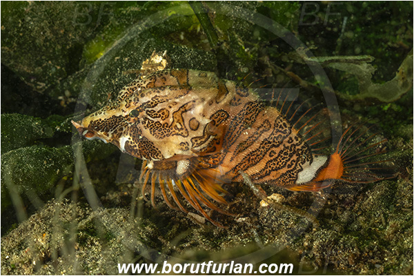 Nanaimo area, Vancouver island, British Columbia, Canada, Pacific ocean, Rhamphocottus richardsonii, Rhamphocottus, Rhamphocottidae, Grunt sculpin, Richardson