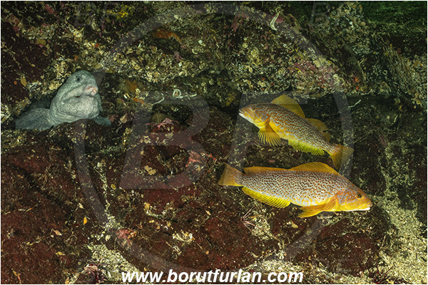 Nanaimo area, Vancouver island, British Columbia, Canada, Pacific ocean, Anarrhichthys ocellatus, Anarrhichthys, Anarhichadidae, Wolf-eel, Hexagrammos decagrammus, Hexagrammos, Hexagrammidae, Kelp greenling, Fish, Female, Greenling, Reef, Portrait