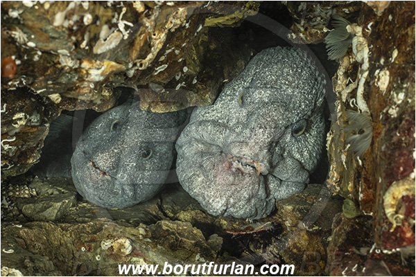 Nanaimo area, Vancouver island, British Columbia, Canada, Pacific ocean, Anarrhichthys ocellatus, Anarrhichthys, Anarhichadidae, Wolf-eel, Fish, Portrait