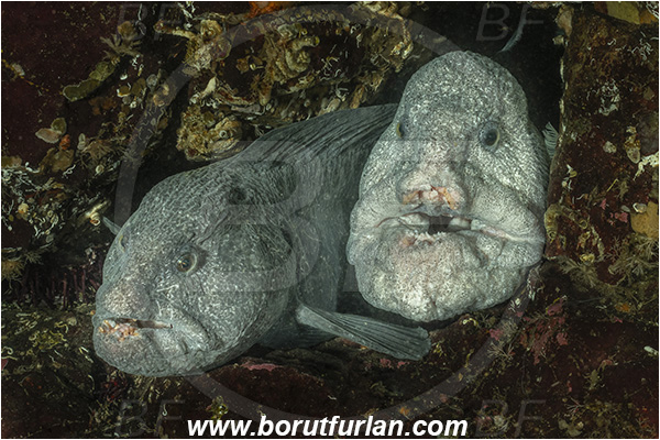 Nanaimo area, Vancouver island, British Columbia, Canada, Pacific ocean, Anarrhichthys ocellatus, Anarrhichthys, Anarhichadidae, Wolf-eel, Fish, Portrait
