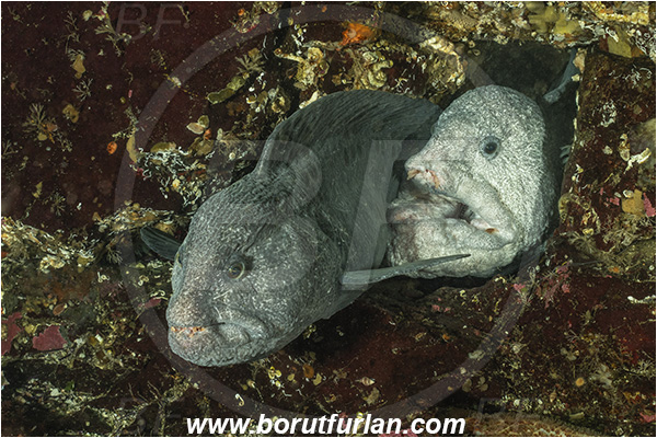 Nanaimo area, Vancouver island, British Columbia, Canada, Pacific ocean, Anarrhichthys ocellatus, Anarrhichthys, Anarhichadidae, Wolf-eel, Fish, Portrait