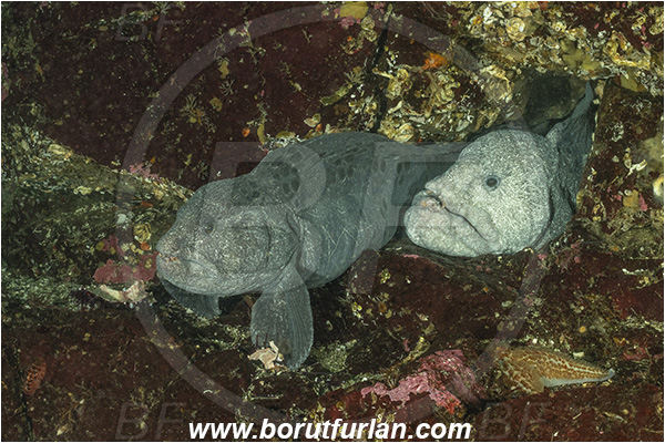 Nanaimo area, Vancouver island, British Columbia, Canada, Pacific ocean, Anarrhichthys ocellatus, Anarrhichthys, Anarhichadidae, Wolf-eel, Fish, Portrait