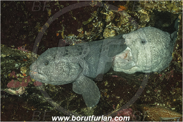 Nanaimo area, Vancouver island, British Columbia, Canada, Pacific ocean, Anarrhichthys ocellatus, Anarrhichthys, Anarhichadidae, Wolf-eel, Fish, Portrait