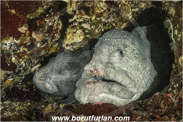Nanaimo area, Vancouver island, British Columbia, Canada, Pacific ocean, Anarrhichthys ocellatus, Anarrhichthys, Anarhichadidae, Wolf-eel, Fish, Portrait