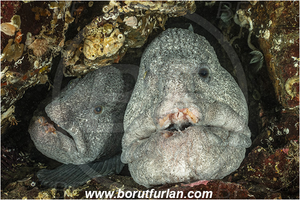 Nanaimo area, Vancouver island, British Columbia, Canada, Pacific ocean, Anarrhichthys ocellatus, Anarrhichthys, Anarhichadidae, Wolf-eel, Fish, Portrait