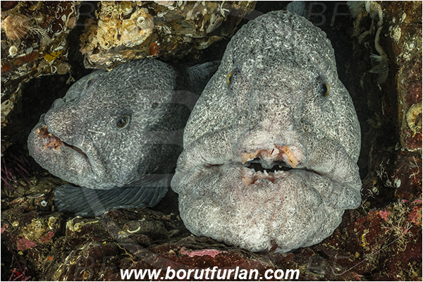 Nanaimo area, Vancouver island, British Columbia, Canada, Pacific ocean, Anarrhichthys ocellatus, Anarrhichthys, Anarhichadidae, Wolf-eel, Fish, Portrait