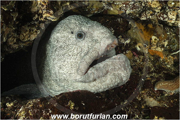 Nanaimo area, Vancouver island, British Columbia, Canada, Pacific ocean, Anarrhichthys ocellatus, Anarrhichthys, Anarhichadidae, Wolf-eel, Fish, Portrait