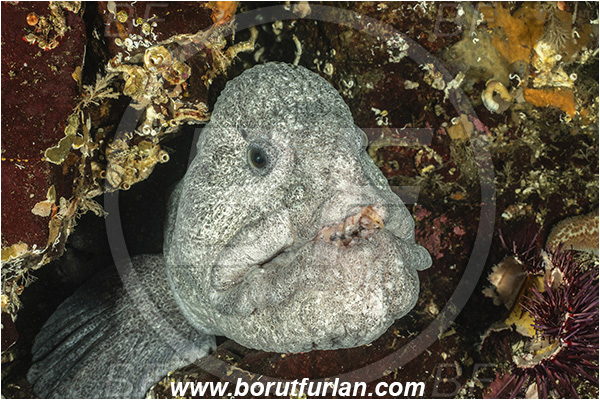 Nanaimo area, Vancouver island, British Columbia, Canada, Pacific ocean, Anarrhichthys ocellatus, Anarrhichthys, Anarhichadidae, Wolf-eel, Fish, Portrait