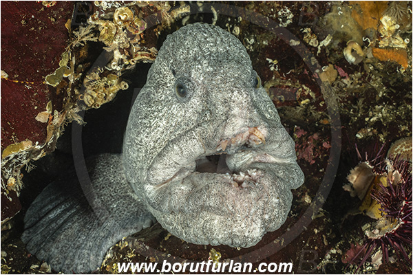 Nanaimo area, Vancouver island, British Columbia, Canada, Pacific ocean, Anarrhichthys ocellatus, Anarrhichthys, Anarhichadidae, Wolf-eel, Fish, Portrait