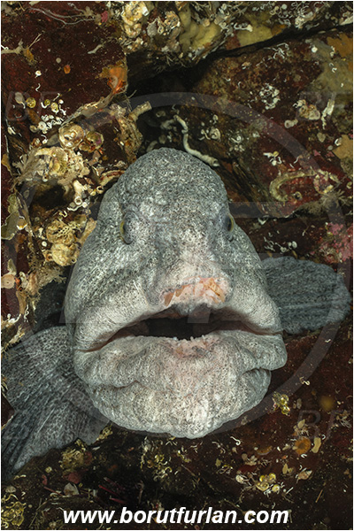 Nanaimo area, Vancouver island, British Columbia, Canada, Pacific ocean, Anarrhichthys ocellatus, Anarrhichthys, Anarhichadidae, Wolf-eel, Fish, Portrait