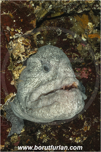 Nanaimo area, Vancouver island, British Columbia, Canada, Pacific ocean, Anarrhichthys ocellatus, Anarrhichthys, Anarhichadidae, Wolf-eel, Fish, Portrait