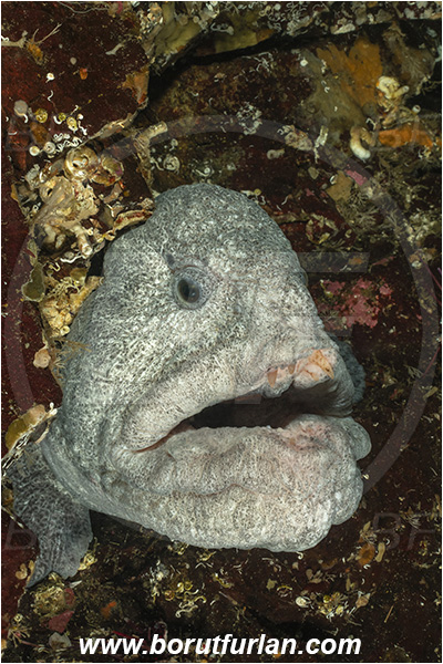 Nanaimo area, Vancouver island, British Columbia, Canada, Pacific ocean, Anarrhichthys ocellatus, Anarrhichthys, Anarhichadidae, Wolf-eel, Fish, Portrait