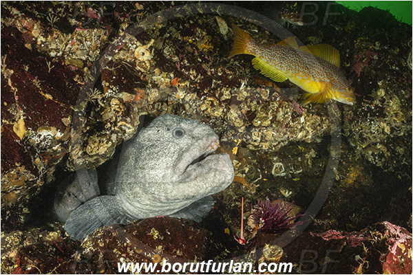 Nanaimo area, Vancouver island, British Columbia, Canada, Pacific ocean, Anarrhichthys ocellatus, Anarrhichthys, Anarhichadidae, Wolf-eel, Hexagrammos decagrammus, Hexagrammos, Hexagrammidae, Kelp greenling, Fish, Female, Greenling, Reef, Portrait