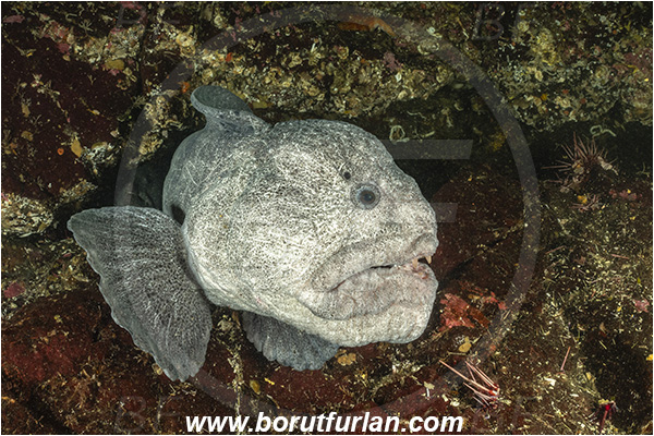 Nanaimo area, Vancouver island, British Columbia, Canada, Pacific ocean, Anarrhichthys ocellatus, Anarrhichthys, Anarhichadidae, Wolf-eel, Fish, Portrait