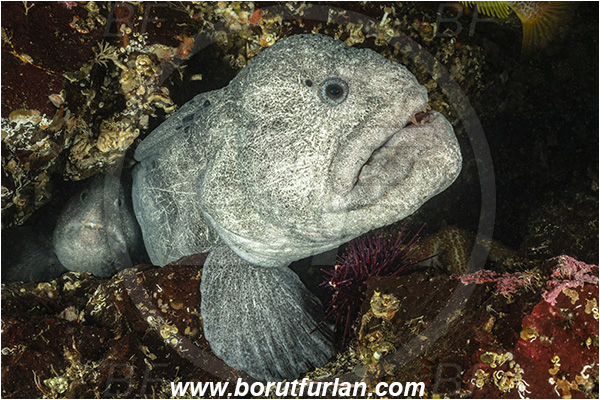 Nanaimo area, Vancouver island, British Columbia, Canada, Pacific ocean, Anarrhichthys ocellatus, Anarrhichthys, Anarhichadidae, Wolf-eel, Fish, Portrait