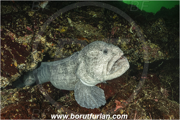 Nanaimo area, Vancouver island, British Columbia, Canada, Pacific ocean, Anarrhichthys ocellatus, Anarrhichthys, Anarhichadidae, Wolf-eel, Fish, Reef