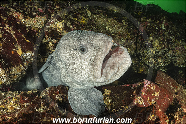 Nanaimo area, Vancouver island, British Columbia, Canada, Pacific ocean, Anarrhichthys ocellatus, Anarrhichthys, Anarhichadidae, Wolf-eel, Fish, Portrait