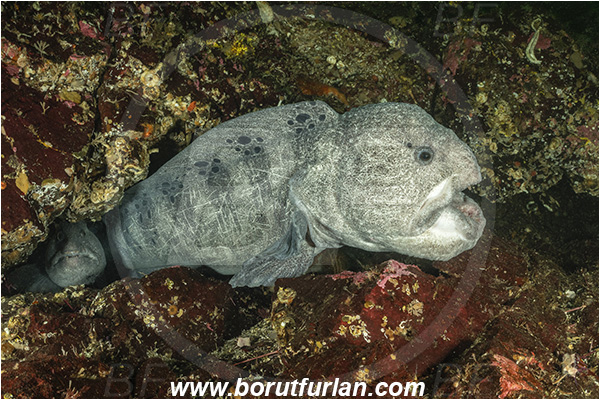 Nanaimo area, Vancouver island, British Columbia, Canada, Pacific ocean, Anarrhichthys ocellatus, Anarrhichthys, Anarhichadidae, Wolf-eel, Fish