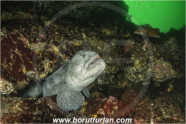 Nanaimo area, Vancouver island, British Columbia, Canada, Pacific ocean, Anarrhichthys ocellatus, Anarrhichthys, Anarhichadidae, Wolf-eel, Fish, Reef