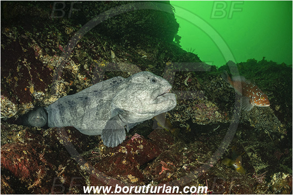 Nanaimo area, Vancouver island, British Columbia, Canada, Pacific ocean, Anarrhichthys ocellatus, Anarrhichthys, Anarhichadidae, Wolf-eel, Hexagrammos decagrammus, Hexagrammos, Hexagrammidae, Kelp greenling, Fish, Male, Greenling, Reef