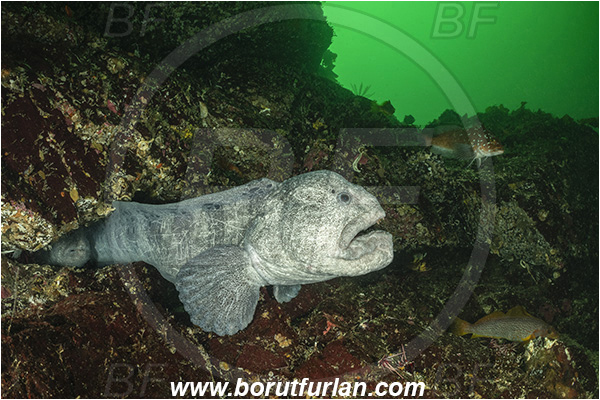 Nanaimo area, Vancouver island, British Columbia, Canada, Pacific ocean, Anarrhichthys ocellatus, Anarrhichthys, Anarhichadidae, Wolf-eel, Fish, Reef