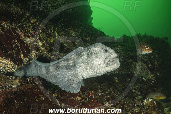 Nanaimo area, Vancouver island, British Columbia, Canada, Pacific ocean, Anarrhichthys ocellatus, Anarrhichthys, Anarhichadidae, Wolf-eel, Fish, Reef