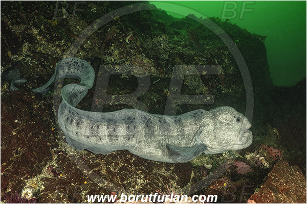 Nanaimo area, Vancouver island, British Columbia, Canada, Pacific ocean, Anarrhichthys ocellatus, Anarrhichthys, Anarhichadidae, Wolf-eel, Fish, Reef