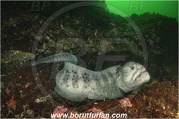 Nanaimo area, Vancouver island, British Columbia, Canada, Pacific ocean, Anarrhichthys ocellatus, Anarrhichthys, Anarhichadidae, Wolf-eel, Fish, Reef