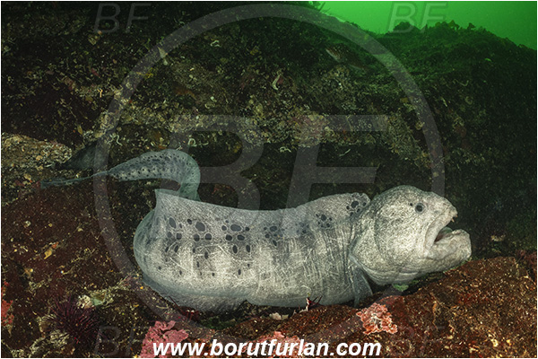 Nanaimo area, Vancouver island, British Columbia, Canada, Pacific ocean, Anarrhichthys ocellatus, Anarrhichthys, Anarhichadidae, Wolf-eel, Fish, Reef