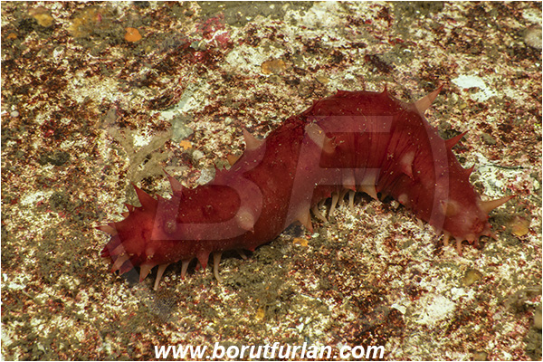 Nanaimo area, Vancouver island, British Columbia, Canada, Pacific ocean, Apostichopus californicus, Apostichopus, Stichopodidae, Holothuroidea, Echinodermata, Echinoderm, Giant California sea cucumber, Sea cucumber