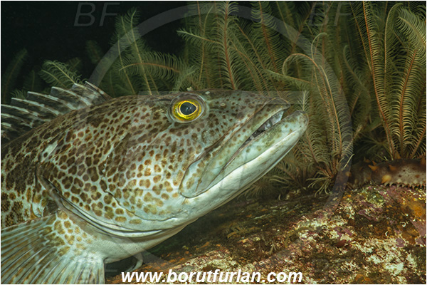 Port Hardy area, Vancouver island, British Columbia, Canada, Pacific ocean, Saskatchewan wreck, Wreck, Ophiodon elongatus, Ophiodon, Hexagrammidae, Lingcod, Fish, Portrait