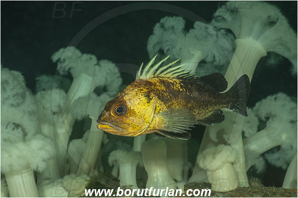Nanaimo area, Vancouver island, British Columbia, Canada, Pacific ocean, Saskatchewan wreck, Wreck, Sebastes maliger, Sebastes, Sebastidae, Quillback rockfish, Rockfish, Fish