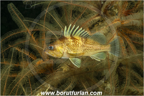Nanaimo area, Vancouver island, British Columbia, Canada, Pacific ocean, Saskatchewan wreck, Wreck, Sebastes maliger, Sebastes, Sebastidae, Quillback rockfish, Rockfish, Fish