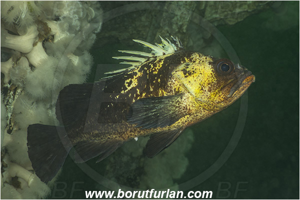 Nanaimo area, Vancouver island, British Columbia, Canada, Pacific ocean, Saskatchewan wreck, Wreck, Sebastes maliger, Sebastes, Sebastidae, Quillback rockfish, Rockfish, Fish