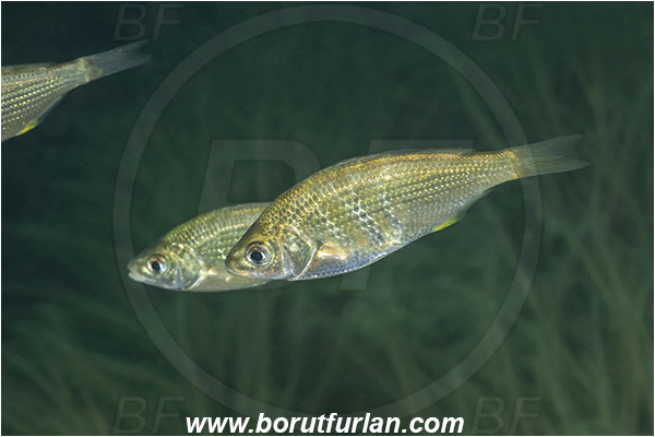 Nanaimo area, Vancouver island, British Columbia, Canada, Pacific ocean, Cymatogaster aggregata, Cymatogaster, Embiotocidae, Shiner perch, Fish