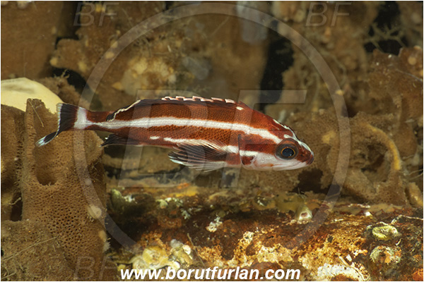 Nanaimo area, Vancouver island, British Columbia, Canada, Pacific ocean, Sebastes ruberrimus, Sebastes, Sebastidae, Yelloweye rockfish, Rockfish, Fish, Juvenile