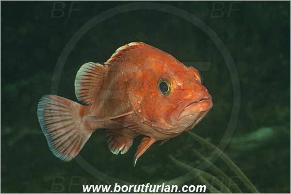 Nanaimo area, Vancouver island, British Columbia, Canada, Pacific ocean, Sebastes ruberrimus, Sebastes, Sebastidae, Yelloweye rockfish, Rockfish, Fish