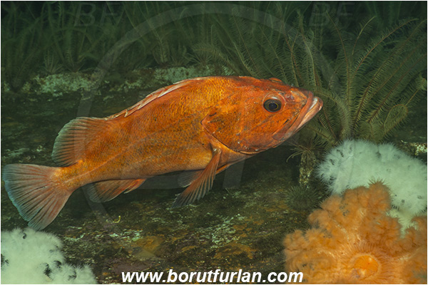 Nanaimo area, Vancouver island, British Columbia, Canada, Pacific ocean, Saskatchewan wreck, Wreck, Sebastes ruberrimus, Sebastes, Sebastidae, Yelloweye rockfish, Rockfish, Fish