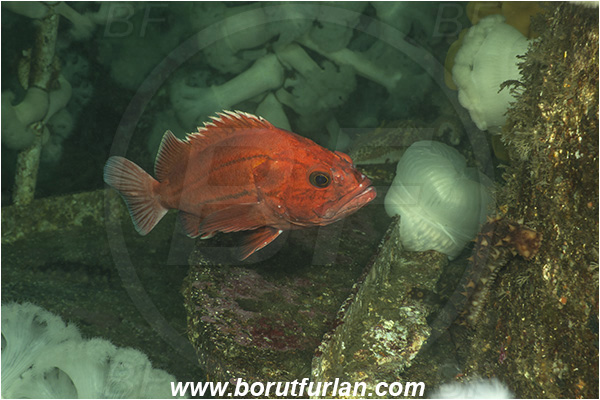 Nanaimo area, Vancouver island, British Columbia, Canada, Pacific ocean, Saskatchewan wreck, Wreck, Sebastes ruberrimus, Sebastes, Sebastidae, Yelloweye rockfish, Rockfish, Fish