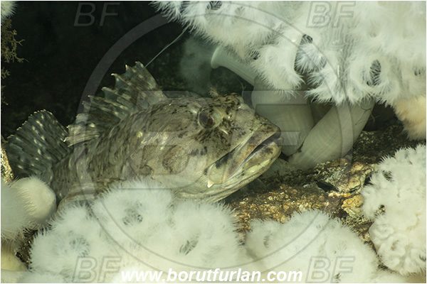 Nanaimo area, Vancouver island, British Columbia, Canada, Pacific ocean, Scorpaenichthys marmoratus, Scorpaenichthys, Jordaniidae, Cabezon, Fish, Portrait