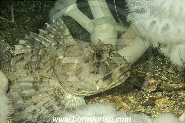 Nanaimo area, Vancouver island, British Columbia, Canada, Pacific ocean, Scorpaenichthys marmoratus, Scorpaenichthys, Jordaniidae, Cabezon, Fish, Portrait