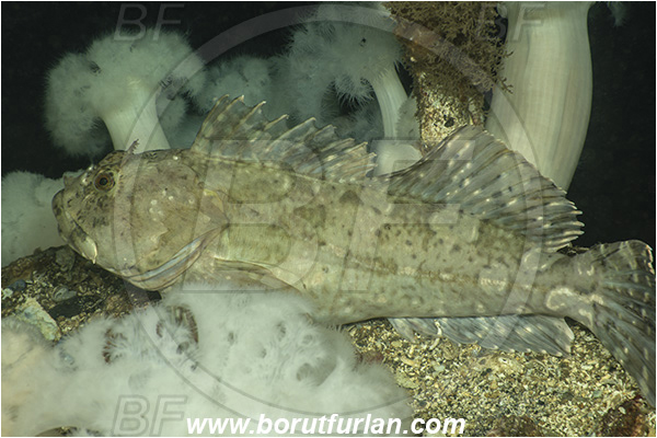 Nanaimo area, Vancouver island, British Columbia, Canada, Pacific ocean, Scorpaenichthys marmoratus, Scorpaenichthys, Jordaniidae, Cabezon, Fish