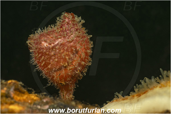 Nanaimo area, Vancouver island, British Columbia, Canada, Pacific ocean, Boltenia villosa, Boltenia, Pyuridae, Ascidiacea, Tunicata, Bristly Tunicate, Hairy tunicate, Tunicate
