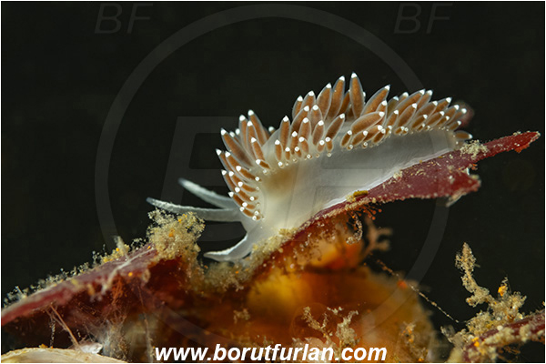 Nanaimo area, Vancouver island, British Columbia, Canada, Pacific ocean, Coryphella verrucosa, Coryphella, Coryphellidae, Gastropoda, Mollusca, Mollusc, Red-fingered nudibranch, Red-gilled nudibranch, Nudibranch
