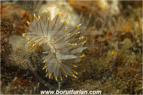 Nanaimo area, Vancouver island, British Columbia, Canada, Pacific ocean, Antiopella fusca, Antiopella, Janolidae, Gastropoda, Mollusca, Mollusc, White-and-Orange-Tipped Nudibranch, Nudibranch