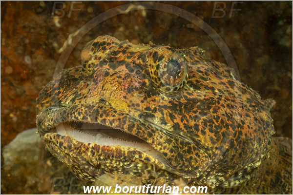 Nanaimo area, Vancouver island, British Columbia, Canada, Pacific ocean, Enophrys bison, Enophrys, Cottidae, Buffalo sculpin, Sculpin, Fish, Portrait